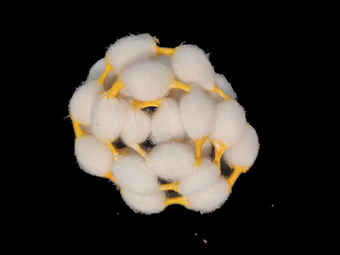 mch cotton vastramala or gejje vastra or kapus vastra (set of 5 vastramalas and each of 25 gantu (knots) mch cotton vastramala or gejje vastra or kapus vastra (set of 5 vastramalas and each of 25 gantu (knots)